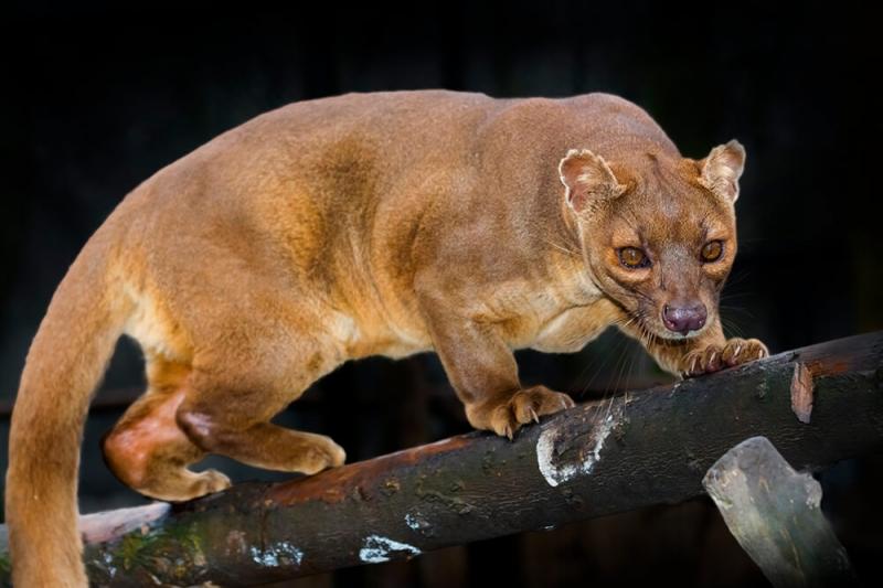 madagascar animals